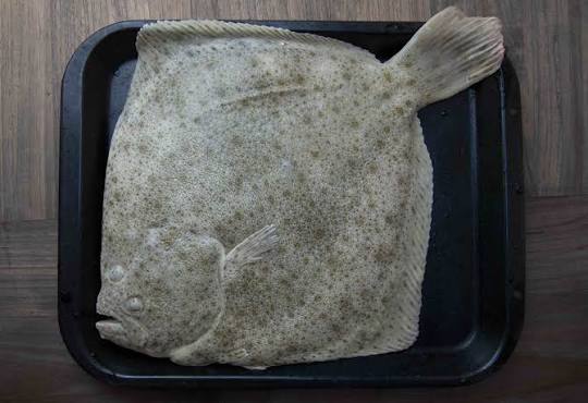 Whole Turbot