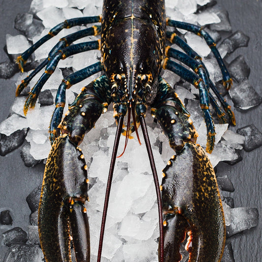 How to Cook a Live Lobster at Home — Our Michelin Chef’s Guide