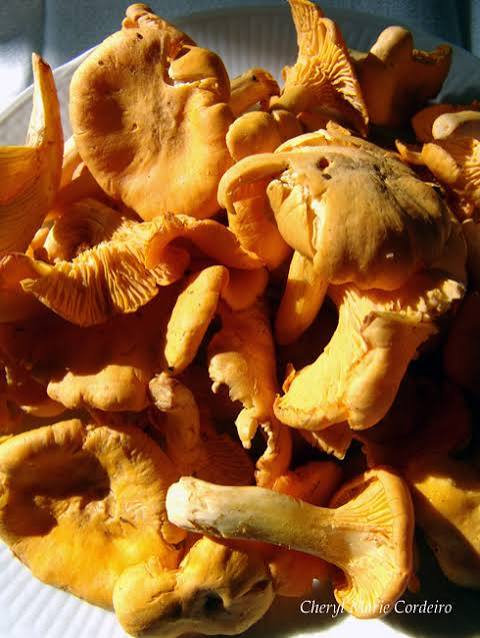 Chanterelles