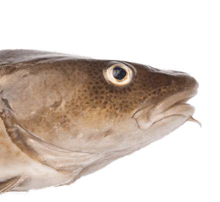 Cod Head
