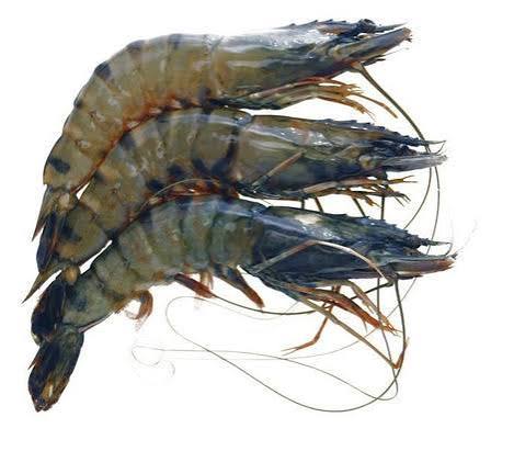 Gambas