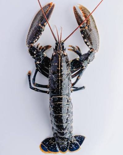 Lobster